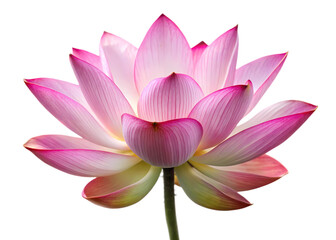 pink lotus generative ai
