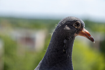 Close-up of a pigeon in urban environment