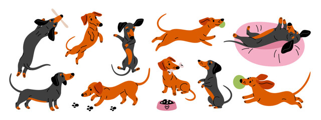 Cartoon happy dachshund character. Cheerful long dog, funny pet playing, eats and sleeps, different poses and activities, adorable pets stickers, puppy mascot garish vector isolated set