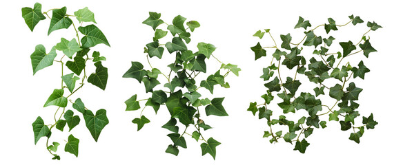 Ivy 