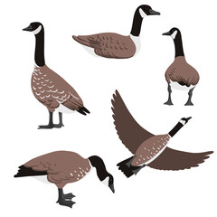 vector drawing birds, Canada gooses, hand drawn Platalea ajaja, isolated nature design element