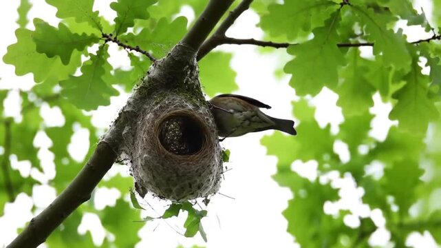 Penduline Tit at Nest: Hanging Woven Birdhouse in Oak Foliage.