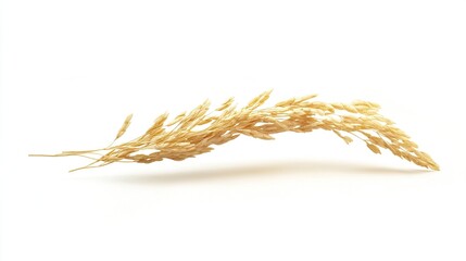 A single, pale-gold stalk of rice, slightly curved, displays numerous grains along its length, set against a stark white background with a subtle shadow beneath