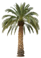 Detailed Tropical Palm Tree Isolated On Transparent Background PNG
