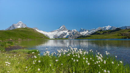 Alpine lake with white wildflowers and snow-covered mountains under clear blue sky in Switzerland