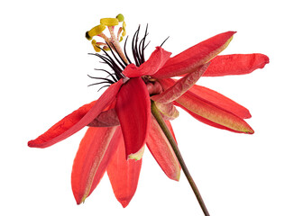 Passiflora coccinea, Red passion flower isolated on white background with clipping path 