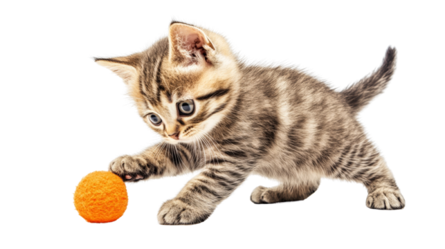 A playful kitten batting at a toy, full of energy and curiosity,Transparent background, PNG file