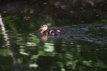 A fluffy cute duckling of a wild mallard (Anas platyrhynchos) swims in a pond illuminated by the setting sun rays. The duckling looks cheerfully at the camera. 
