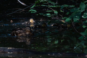 A wet fluffy duckling of a wild mallard (Anas platyrhynchos) swims in a pond, illuminated by the setting sun rays, the rest of the ducks are in the shade. The duckling looks sweetly at the camera.