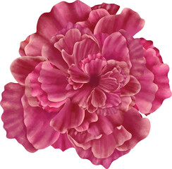 beautiful of red flower hand drawn. carnation flower