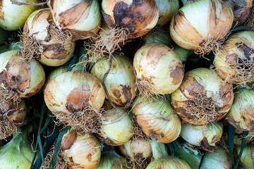 onions on sale at the retail market