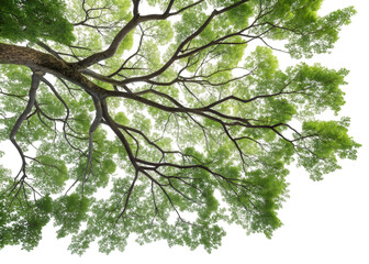 Looking Up Through Lush Green Tree Tops Forest Canopy