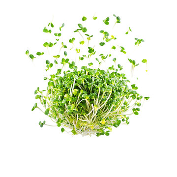 Broccoli sprouts slice falling and floating png