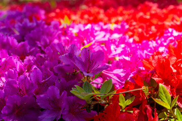 Fototapeta premium flower bed of azalea in spring
