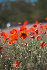 Poppie field in sunny day