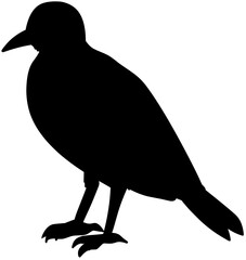 Great Kiskadee Bird Silhouette Vector Shadow Illustration