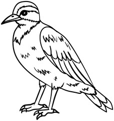 Great Kiskadee Bird Vector Outline Line Art Drawing