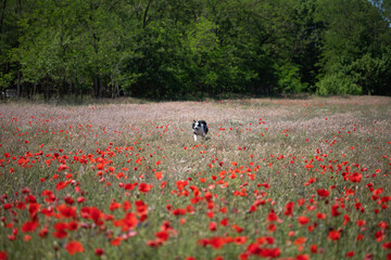 Beautiful Border Collie in red poppy field.