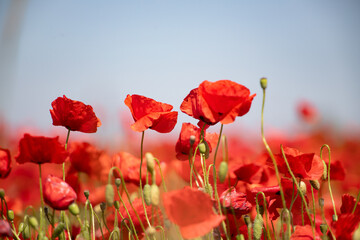 Obraz premium Poppie field in sunny day