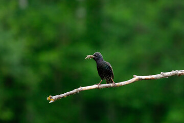 Common starling or European starling