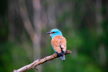 European roller (Coracias garrulus) bird.