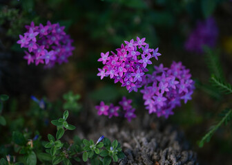 Close-up image of a vibrant purple Pentas lanceolate flower cluster surrounded by greenery and a garden scene