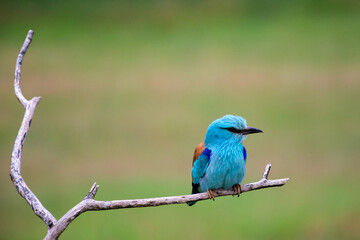 European roller (Coracias garrulus) bird.