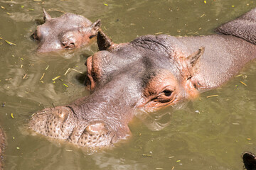 Fototapeta premium hipopótamo con su cría saliendo del agua en un día soleado