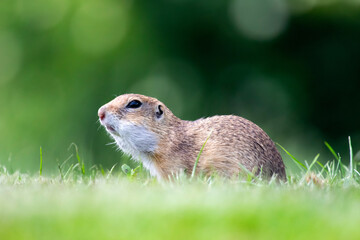 Funny ground squirrel