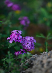 Obraz premium delicate purple flower clusters in the garden with soft light and shallow depth of field. This image has a dreamy feel to it. 