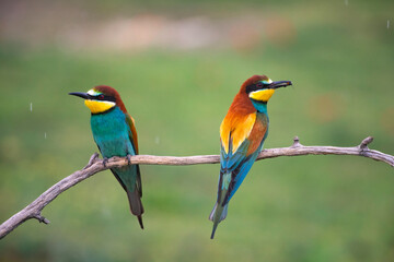 European bee eater, Merops apiaster. Common bee-eater. Close-up