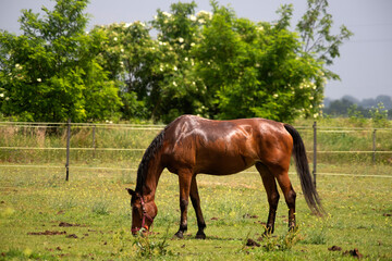 Fototapeta premium Beautiful thoroughbred horse in green meadow