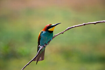Obraz premium European bee eater, Merops apiaster. Common bee-eater. Close-up