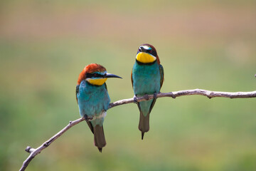 European bee eater, Merops apiaster. Common bee-eater. Close-up