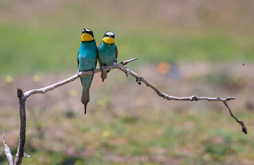 European bee eater, Merops apiaster. Common bee-eater. Close-up