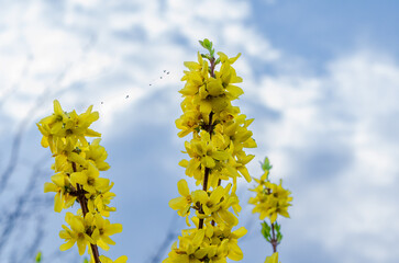 Bright yellow forsythia blossoms reaching skyward beneath scattered spring clouds. Gentle upward...