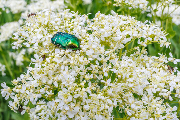 Cetonia aurata beetle on Lepidium draba flowers