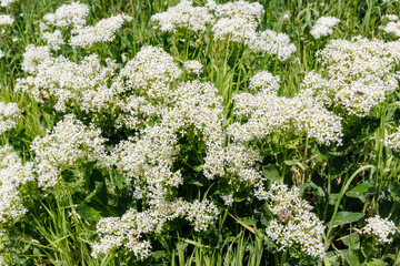 Lepidium draba White Flowers in Natural Meadow