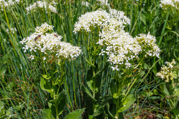 Lepidium draba White Flowers in Natural Meadow