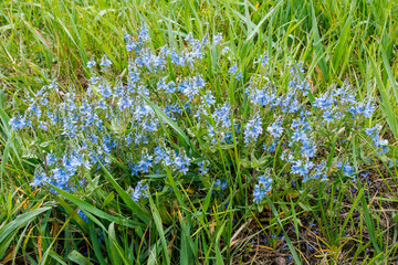 Veronica austriaca Wildflowers Blooming in Meadow
