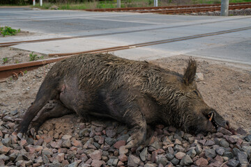 Dead wild boar on tracks hit by train