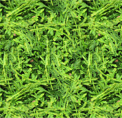 green foliage, lush vegetation, dense leafy texture, dense forest greenery, vibrant natural background, verdant garden landscape, flourishing plant life, thriving organic environment, verdant botanica