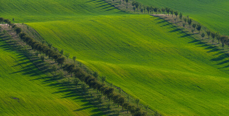 wavy landscape composed of green farmland interspersed with ecological tree belts