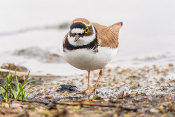 Little ringed plover (Charadrius dubius), bird standing on the lake shore