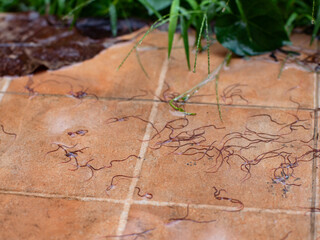 Earthworms, Tubifex Worm on tile floor after rain.