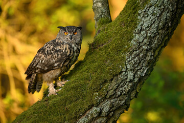 Eurasian eagle owl ( Bubo bubo ) close up