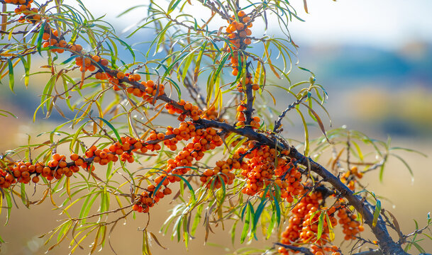 Sea buckthorn contains vitamins A, B1, B2, B6, C and other active ingredients. It may have some activity against stomach and intestinal ulcers and heartburn symptoms.