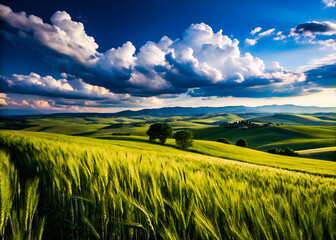Obraz premium Golden wheat fields under a vast blue sky stretch to the horizon, a serene summer agricultural landscape