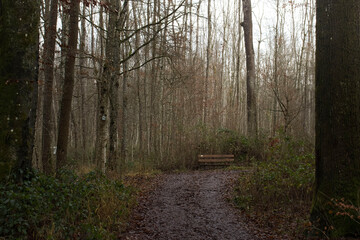 Fototapeta premium Bench on walking path at Hexenklamm