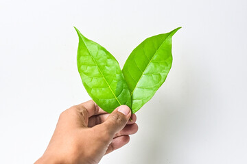 Close up view of two green leaf holding by male hand isolated on a white background. Reduce CO2...
